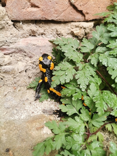 Fire Salamander