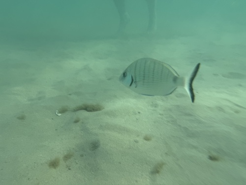 Diplodus sargus