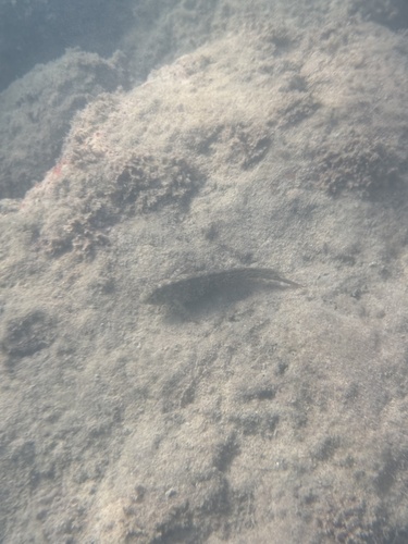 Parablennius sanguinolentus