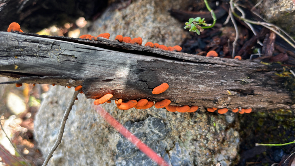 Anthracophyllum archeri · October 2025 · photo: © salsalmon (iNaturalist, cc0)