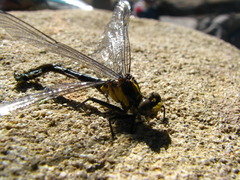 Octogomphus specularis