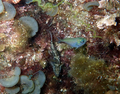 Bathygobius krefftii