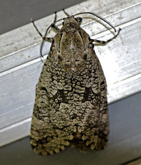 Prionoxystus robiniae