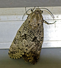 Prionoxystus robiniae