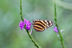 Melinaea lilis imitata