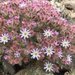 Malesherbia humilis - Photo (c) Matt Berger, some rights reserved (CC BY), uploaded by Matt Berger