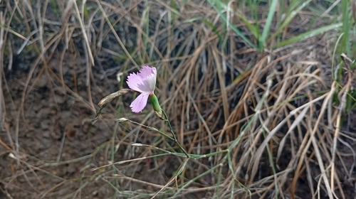 Dianthus campestris, photograph 5