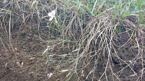 Dianthus campestris, photograph 6