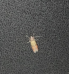 Plodia interpunctella