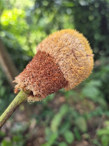Parkia speciosa, photograph 3