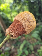 Parkia speciosa, photograph (c) Rainer Breitling, some rights reserved (CC BY)