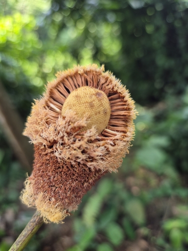 Parkia speciosa, photograph 4