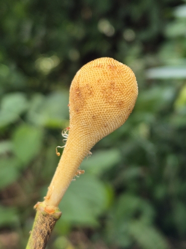 Parkia speciosa, photograph 5