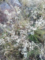 Eryngium carlinae