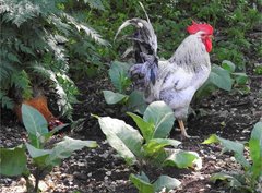 Gallus gallus domesticus