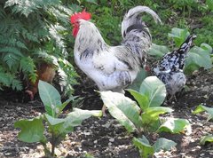 Gallus gallus domesticus