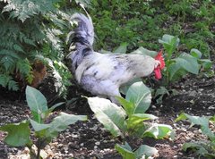 Gallus gallus domesticus