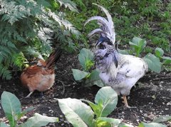 Gallus gallus domesticus