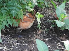 Gallus gallus domesticus