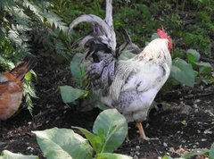 Gallus gallus domesticus