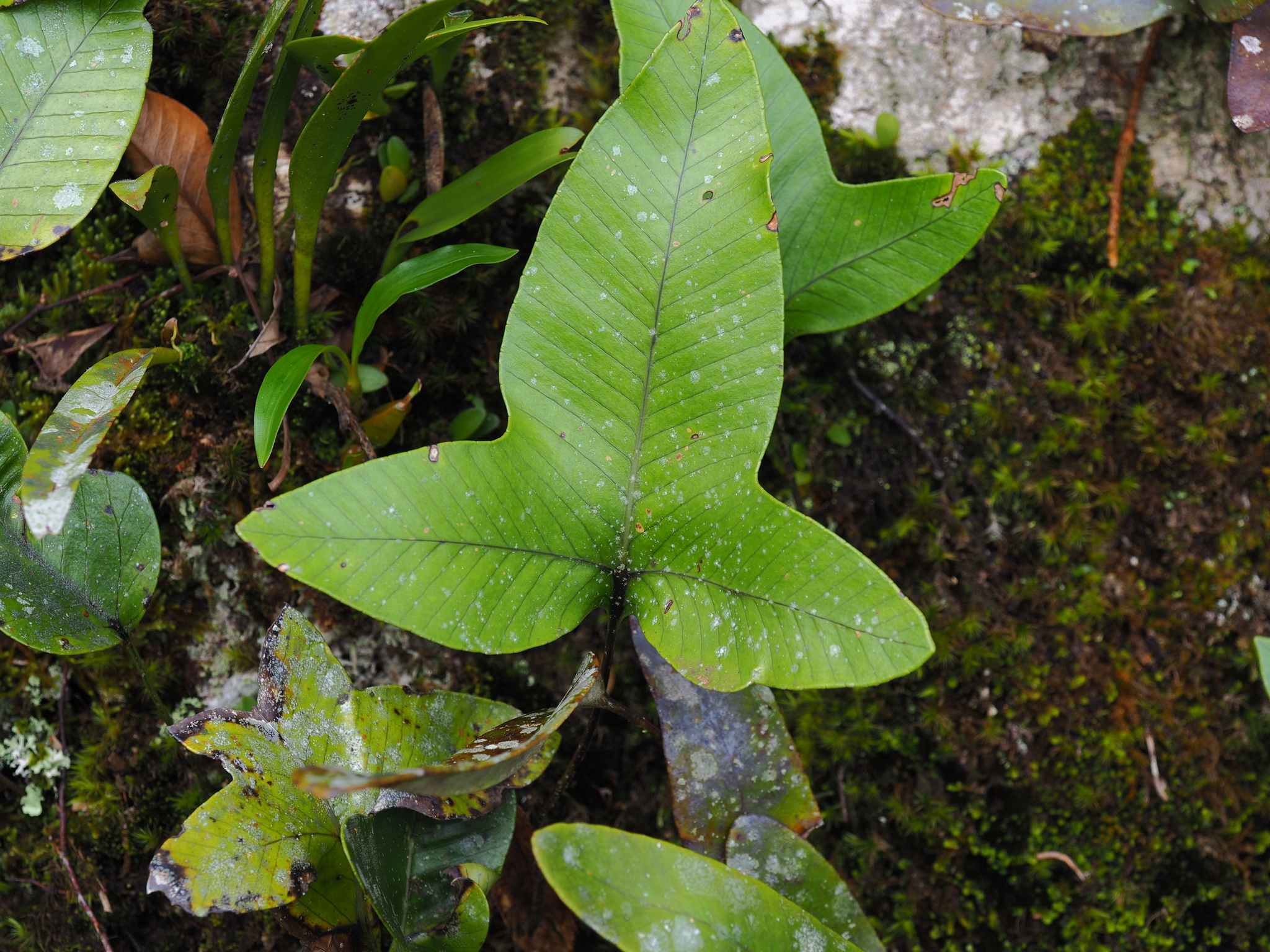 Selliguea triloba (Selliguea triloba)