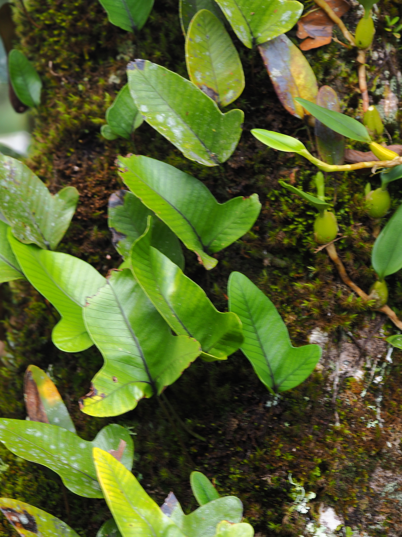 Selliguea triloba — ảnh 2