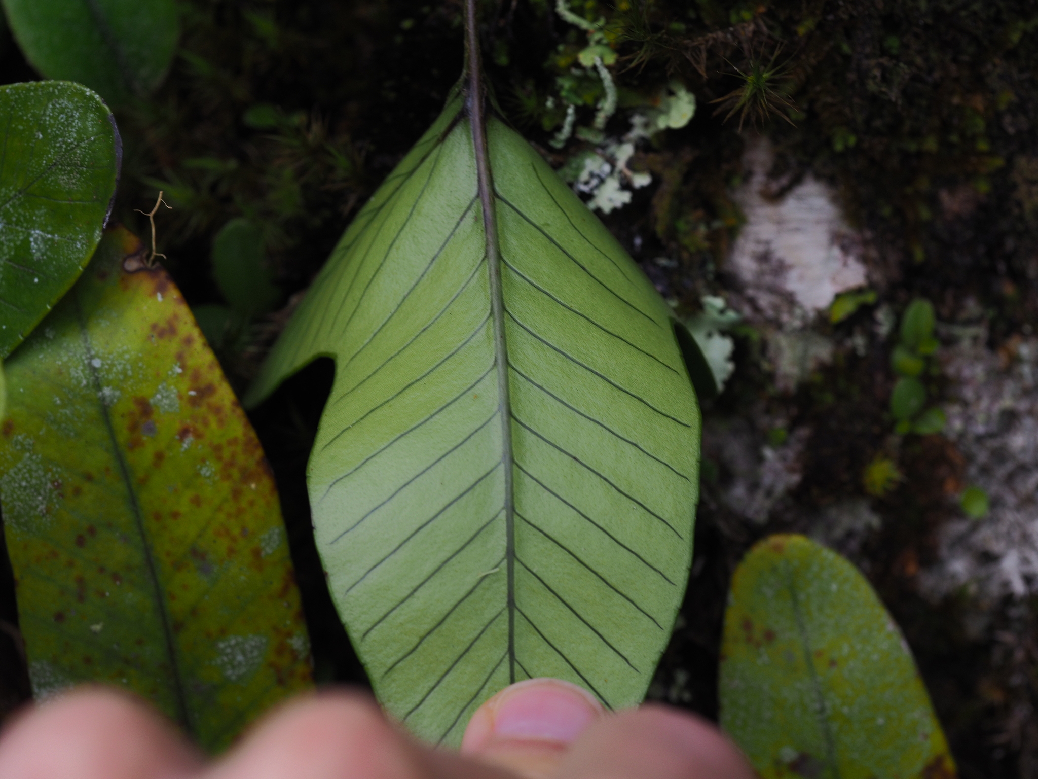 Selliguea triloba — ảnh 3