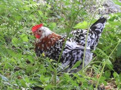 Gallus gallus domesticus