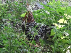 Gallus gallus domesticus