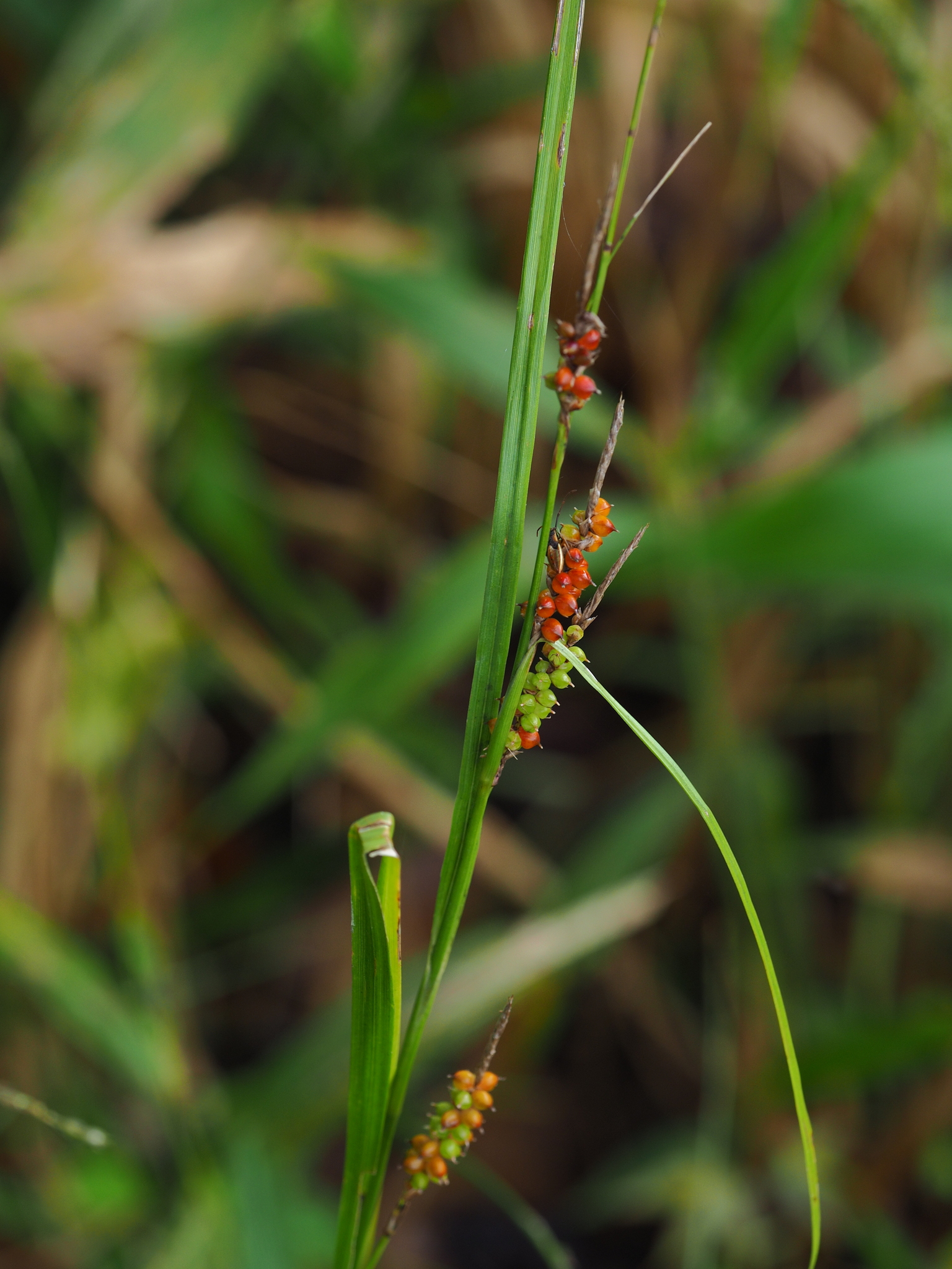 Carex baccans — ảnh 3