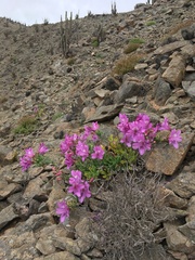 Alstroemeria violacea
