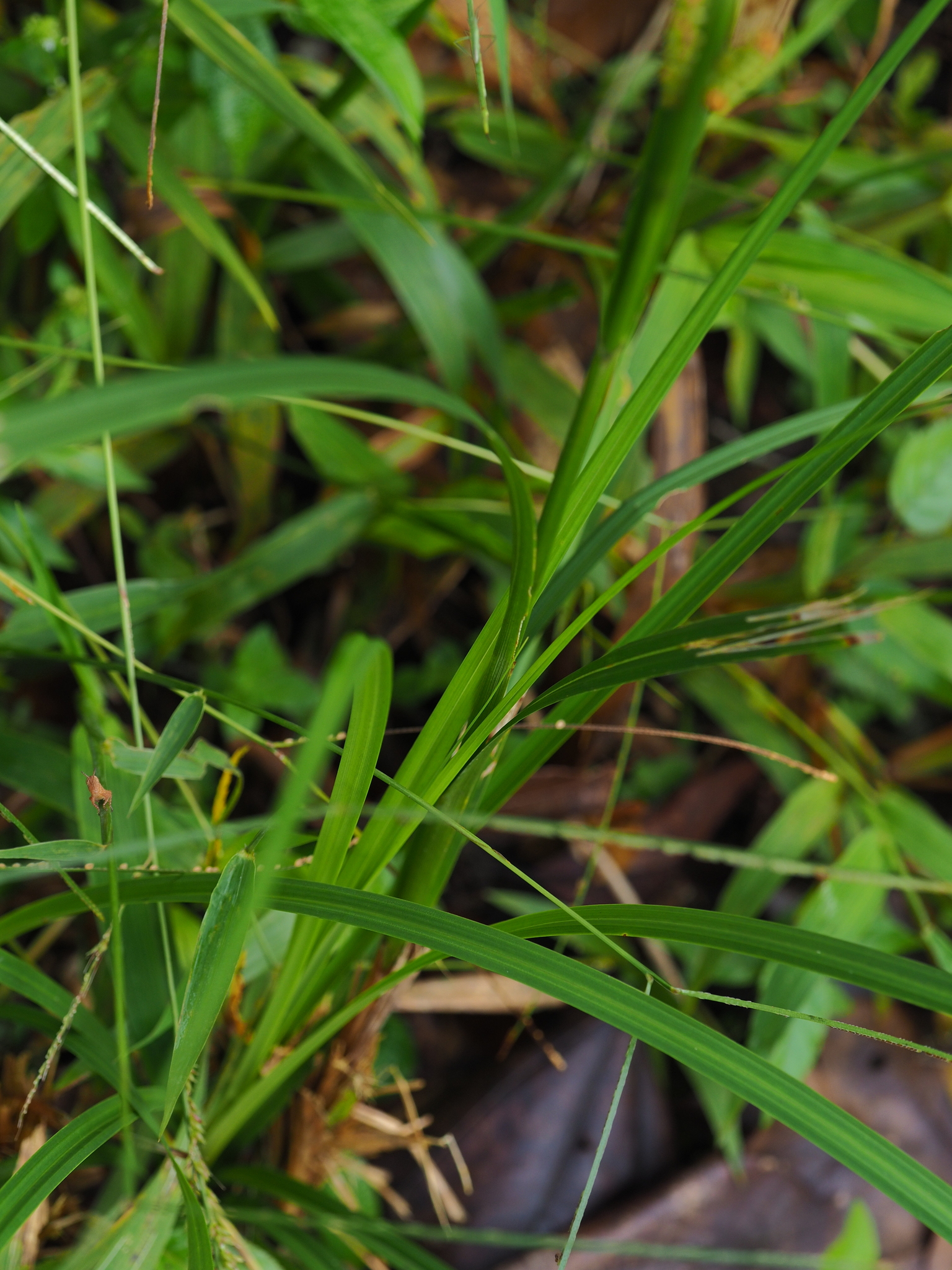 Carex baccans — ảnh 2