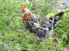 Gallus gallus domesticus