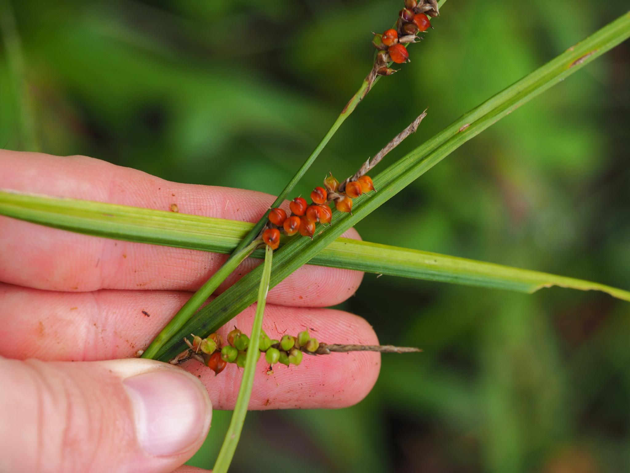 Carex baccans (Carex baccans)