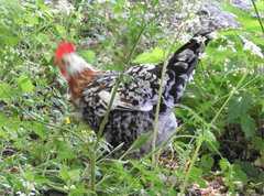 Gallus gallus domesticus