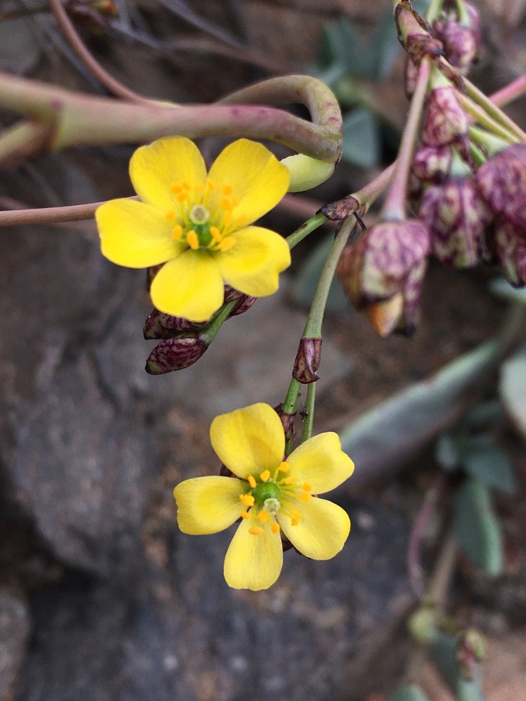 Cistanthe cymosa