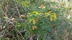 Mimosa malacophylla