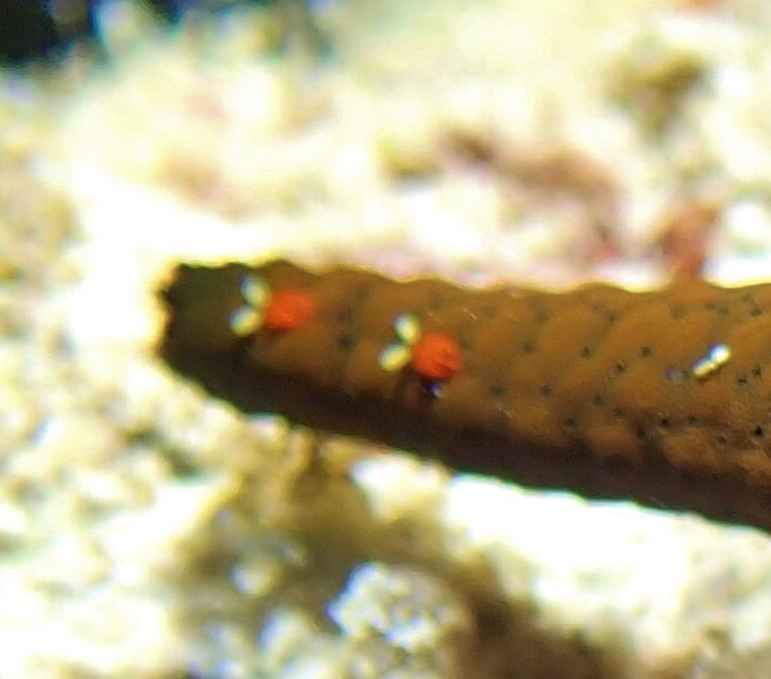Stellicola