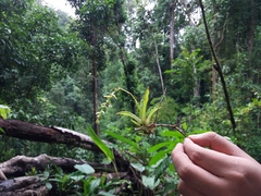 Catopsis sessiliflora