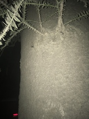 Araucaria