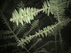 Araucaria