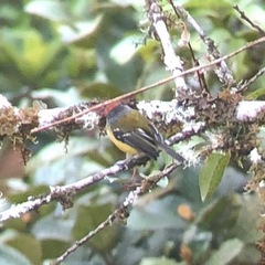 Poecilotriccus luluae