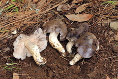 Entoloma medianox