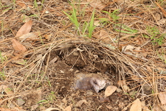 Entoloma medianox