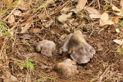 Entoloma medianox