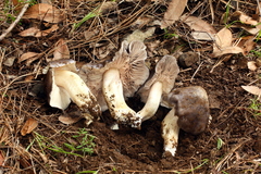 Entoloma medianox