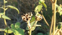 Allowissadula lozanoi