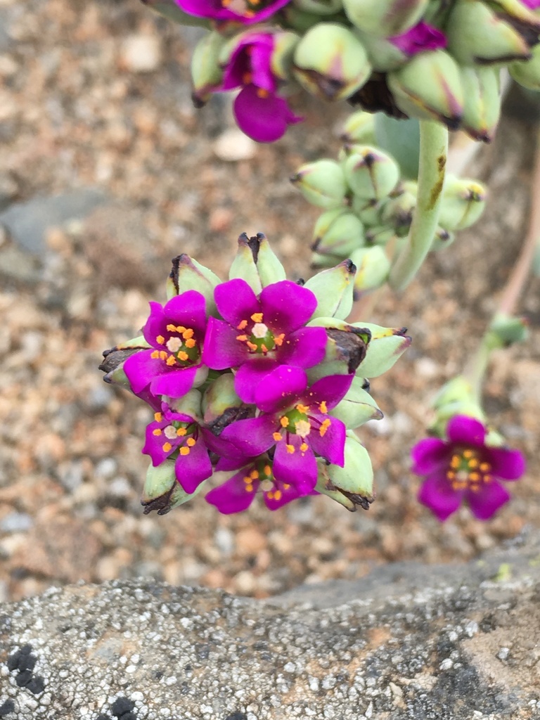 Cistanthe cephalophora
