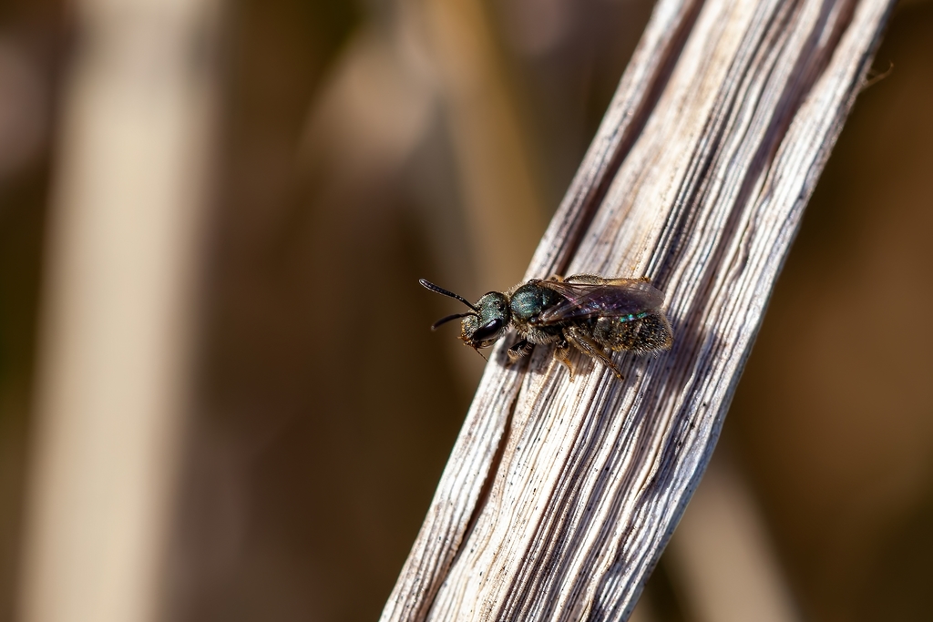 Lasioglossum creberrimum