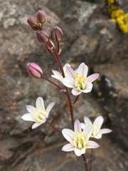 Oziroe biflora